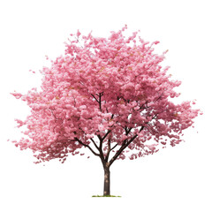 Photo of cherry tree isolated