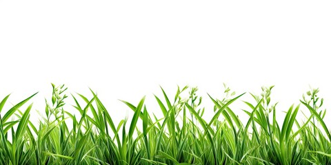 lush greenery. vibrant grass and nature bounty in summer garden. nature canvas. close up of healthy 