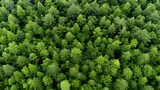 Fototapeta Las - Aerial top view forest tree, Rainforest ecosystem and healthy environment concept and background, Texture of green tree forest view from above. generative ai.