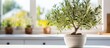 Stylish kitchen hosts gorgeous potted olive tree