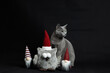 Kot i mikołaje. Kot i mikołaj. Kot rosyjski niebieski świątecznie. Kot rosyjski i mikołaje. Kot i krasnale. Kot i zabawki.