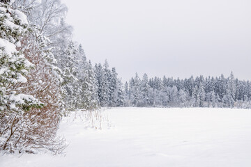 Wall Mural - Lakeshore by a coniferous forest in winter