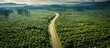 Beautiful road slicing through Thai oil palm plantation, from above.