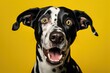 studio portrait of a dalmation dog with a surprised look on his face