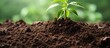 Reuse coffee grounds as fertilizer