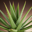 Bild einer Aloe Vera - Pflanze aus der Nähe