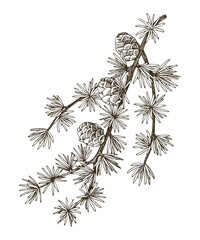 European larch tree branch vector