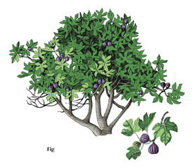 fig tree and branch vector