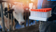 Vet doctor of livestock cattle. Professional veterinarian of ranch hold test tube for examining blood and health of cow farm