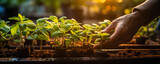 Fototapeta  - Hands nurturing young plants in a greenhouse with warm sunlight, symbolizing growth, sustainability, and eco-friendly agriculture practices