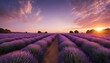 beautiful purple stunning landscape with lavender fields at sunset