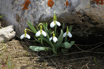 Poster - Snowdrops close up in a garden