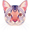 Cat frontal view, vector isolated animal.