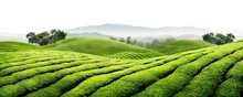 Picturesque Tea Plantation, Cut Out