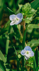 Two tiny flowers in the middle of the grass