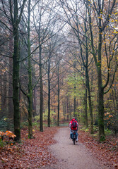 Wall Mural - man on bicycle in fall forest between colorful leaves