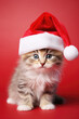 © Synthetica - Cute siberian kitten in red santa hat on red background.
