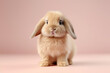© TANATPON - Studio portrait of cute rabbit with light and pastel background, happy bunny running on floor, adorable fluffy rabbit that sniffing.