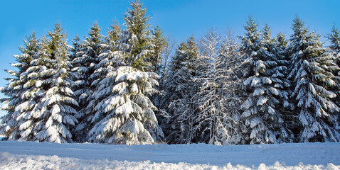 Wall Mural - Winter landscape with forest and sun shines through snow covered fir trees.