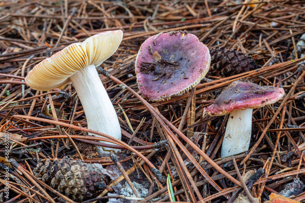 russula-turci-pirate-brittlegill-mushrooms-among-the-needles-and-cones