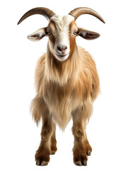 Wall Mural - Full body goat isolated on white background, front view