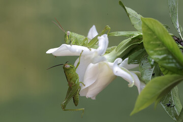 Wall Mural - Two young green grasshoppers are eating pure white gardenia flowers.