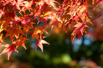 Wall Mural - beautiful maple leaves on the tree in autumn season.