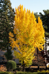 Wall Mural - beautiful yellow ginkgo, gingko biloba tree forest in autumn season.