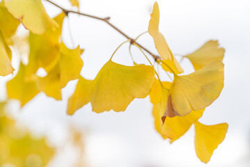 Wall Mural - beautiful yellow ginkgo, gingko biloba tree forest in autumn season.
