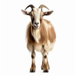 © Rashid - Frontal view of a goat, isolated, white background, ai technology