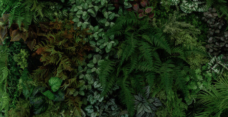 Wall Mural - abstract green leaf texture, tropical leaf foliage nature dark green background