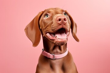 Funny hungry vizsla puppy dog