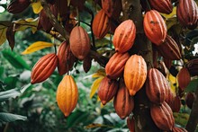 Ripe Of Cacao Plant Tree