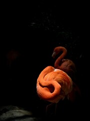 Poster - Closeup of pink flamingos in the dark