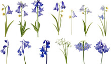 A Collection Of Real Bluebell Flowers Isolated  On Transparent Background 