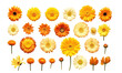 A collection of yellow and orange daisy flower heads isolated on transparent background