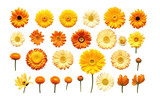A collection of yellow and orange daisy flower heads isolated on transparent background