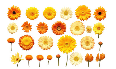 Sticker - A collection of yellow and orange daisy flower heads isolated on transparent background