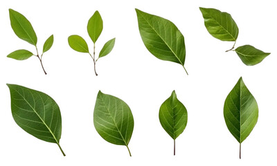 Sticker - Collection of small twigs of leaves isolated on transparent background