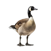 Canada Goose Isolated On Transparent Background