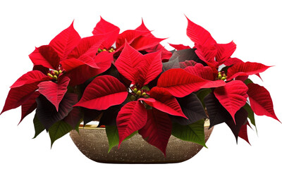 Wall Mural - red poinsettia isolated on transparent background