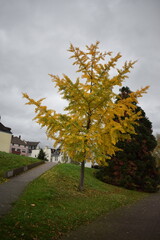 Sticker - autumn tree in an urban park