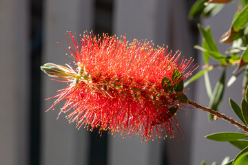 Wall Mural - Twigs of Bottlebrush bush with young green leaves and red flower on a blur background in spring in a park