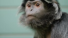 Close Up Of Two Javan Luntung Monkey Face Looking Around