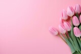 Fototapeta Tulipany - tulips on pink background, minimalism, space for text, long banner