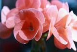 Fototapeta  - blooming geranium beautiful delicate flower