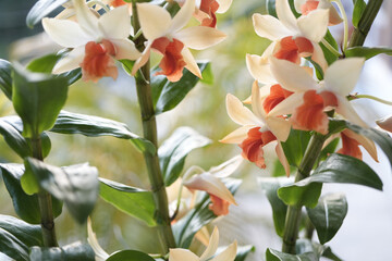 Wall Mural - Phragmipedium Orchids flower macro close up