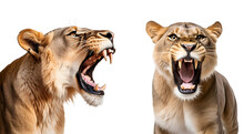 Aggressive Roaring Lioness: A Set Of Portraits, Isolated On Transparent Background, PNG