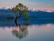 © Designpics - Lone crack willow tree (Salix × fragilis) in Lake Wanaka at sunrise; Wanaka, South Island, New Zealand