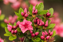 Weston Hybrid Azaleas (Rhododendron) 'Pink Clusters'; Bronx, New York, United States Of America